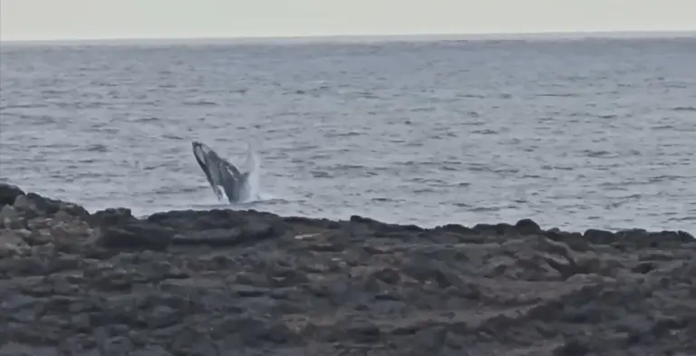 Una ballena yubarta y su cría sorprenden en la costa de El Hierro