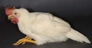 El Ministerio de Agricultura levanta el confinamiento general de las aves de corral