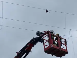 Pardela atrapada. Imagen cedida por Endesa