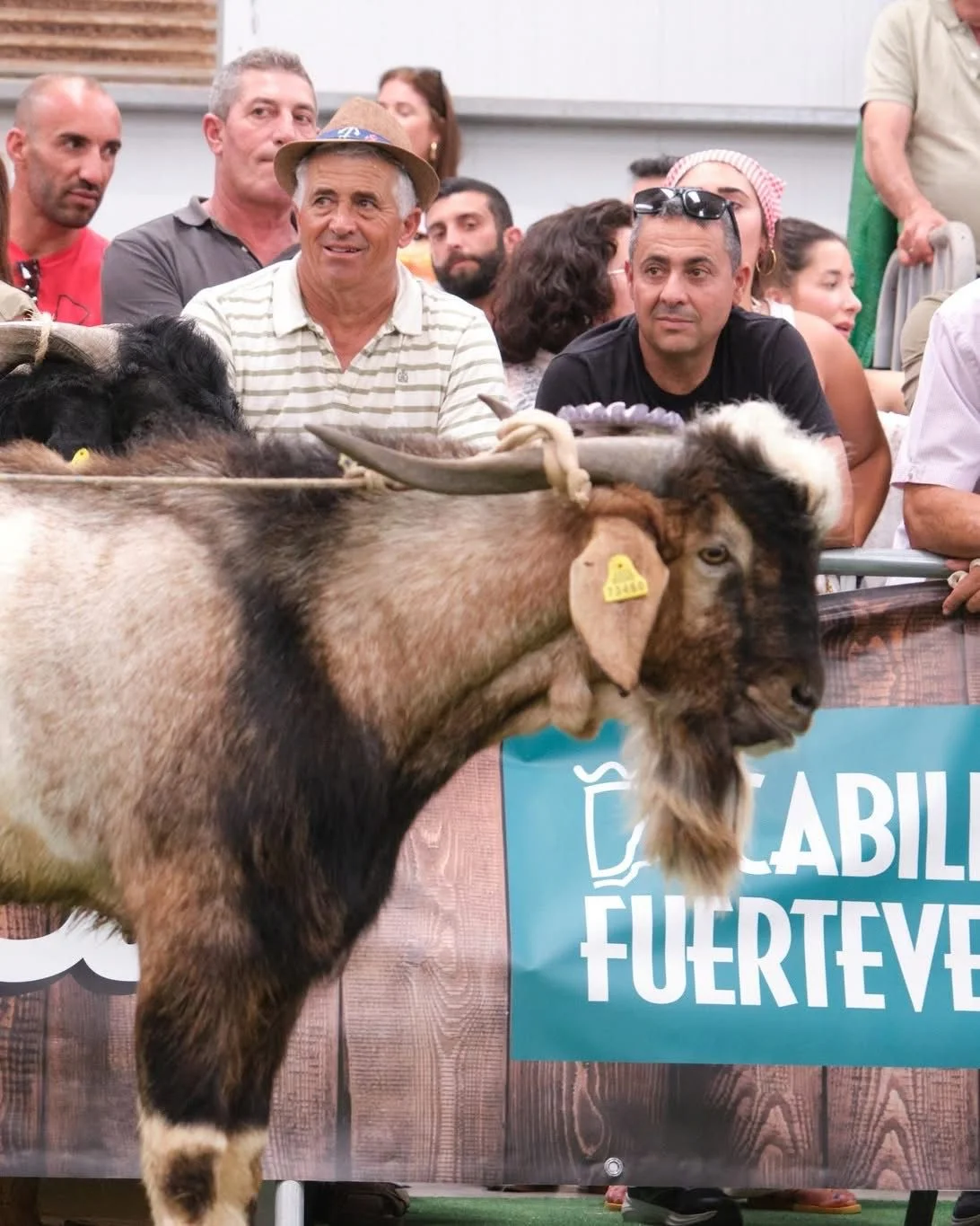 Feaga 2026 se clausura con cerca de 45.000 personas y alta participación del sector