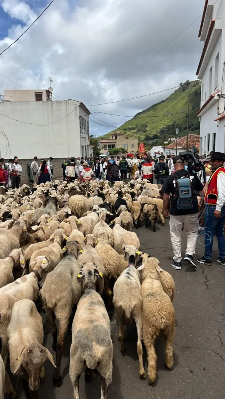 Tegueste celebra este domingo la Romería de San Marcos Evangelista
