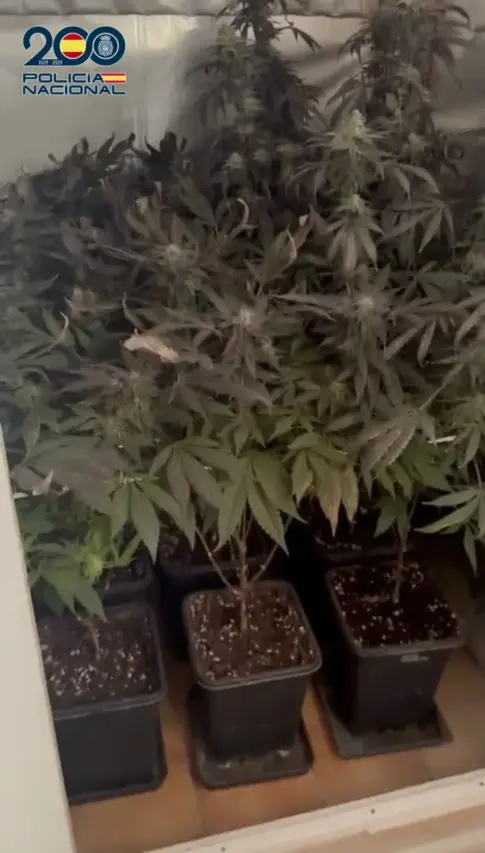 Una inspección rutinaria destapa un cultivo de marihuana en el sur de Tenerife