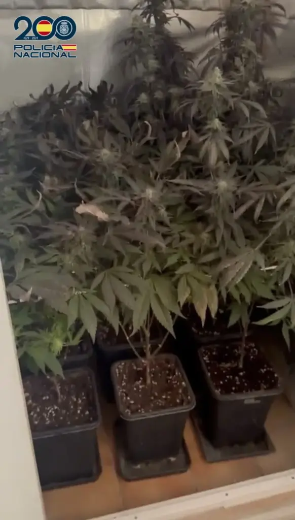 Una inspección rutinaria destapa un cultivo de marihuana en el sur de Tenerife