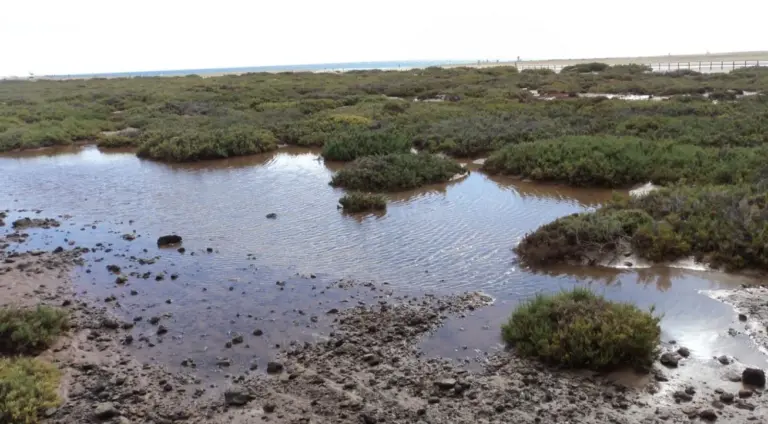 El Saladar de Jandía, en Fuerteventura, recuperará 9.000 metros cuadrados de superficie degradada