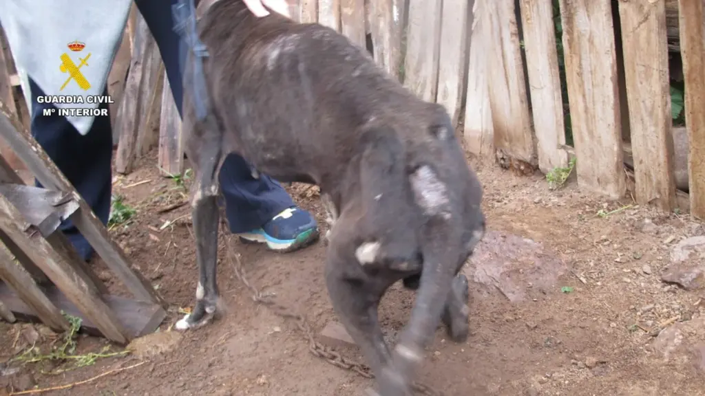 Rescatan a 29 perros maltratados en una finca de Gran Canaria