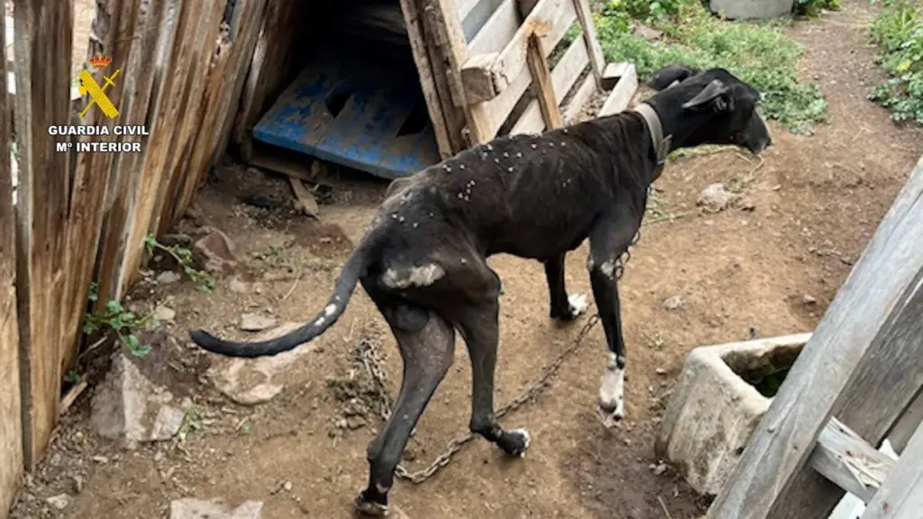 Rescatan a 29 perros maltratados en una finca de Gran Canaria