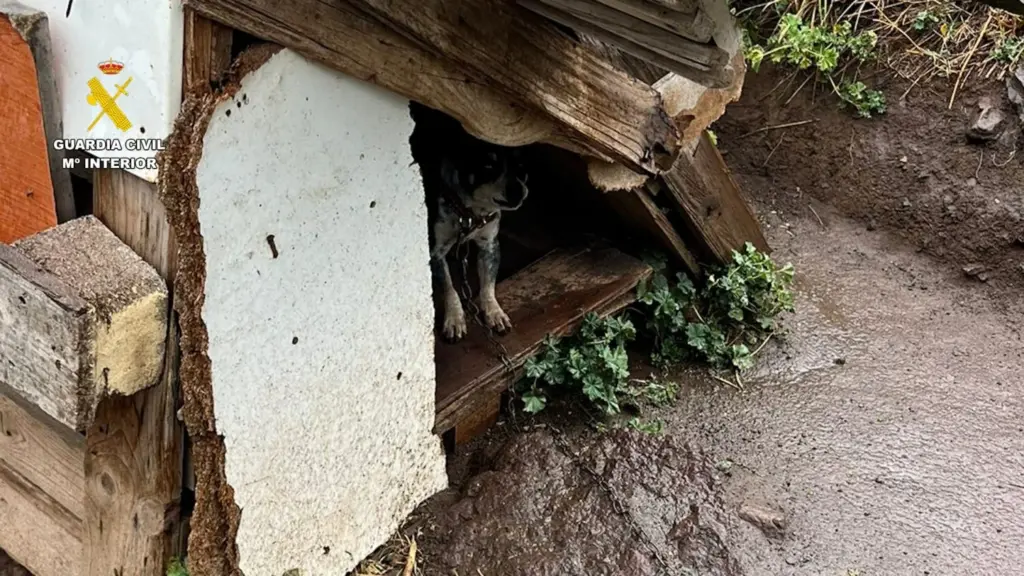 Rescatan a 29 perros maltratados en una finca de Gran Canaria