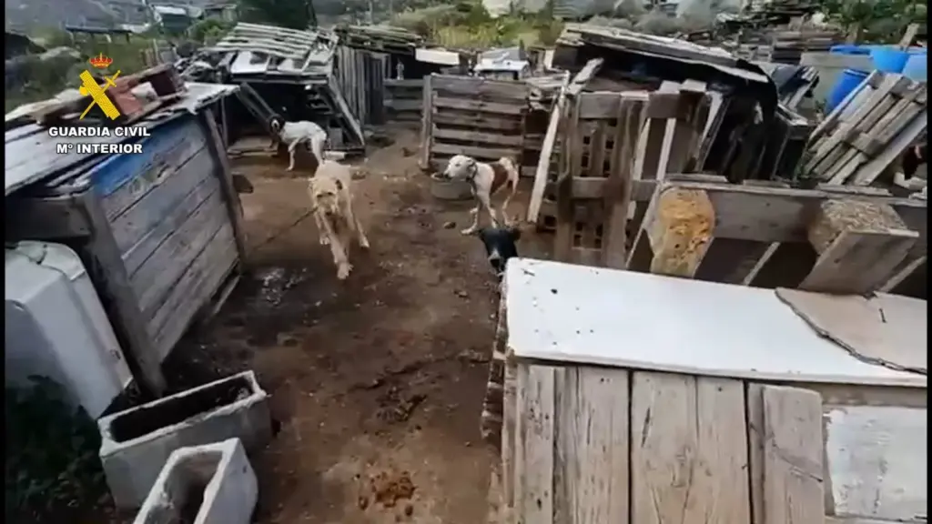 Rescatan a 29 perros maltratados en una finca de Gran Canaria