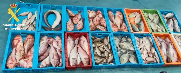 La Guardia Civil incauta 230 kilos de pescado ilegal en La Graciosa