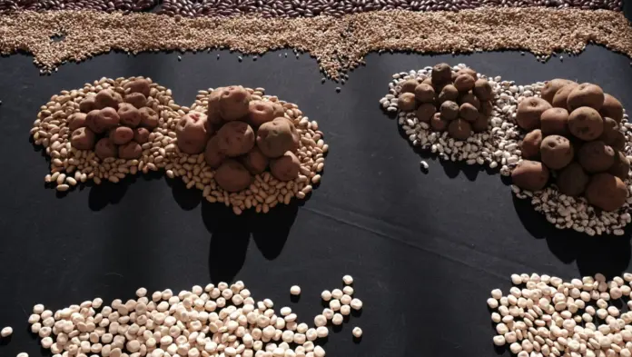 Cultivos afectados tras la borrasca Therese