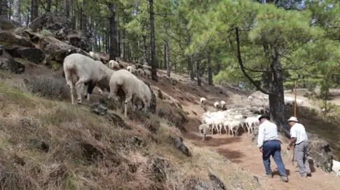 El Cabildo de Gran Canaria convoca 188.000 euros en ayudas para el sector ganadero