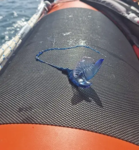 Continúa izada la bandera amarilla en Valleseco, Las Gaviotas y Playa Chica por presencia de carabelas portuguesas