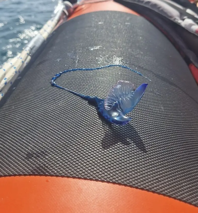 Continúa izada la bandera amarilla en Valleseco, Las Gaviotas y Playa Chica por presencia de carabelas portuguesas