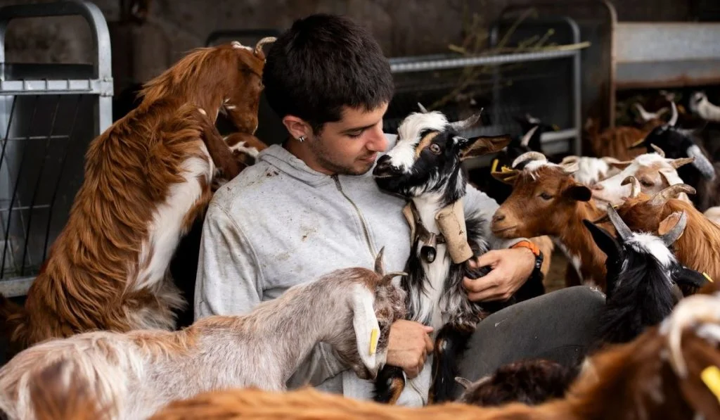 El paso de la borrasca 'Therese' obliga a cerrar la quesería más joven de La Palma