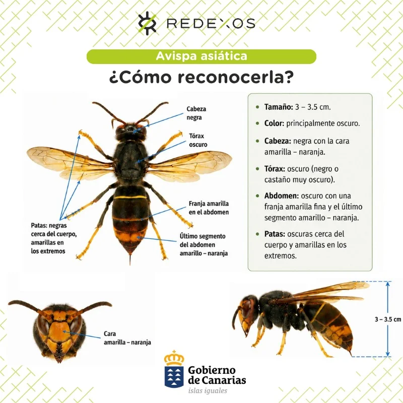Detectada por primera vez en Canarias la avispa asiática. Imagen Gobierno de Canarias