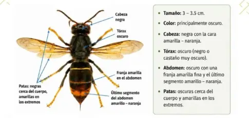 Estudian la extensión y el estado evolutivo de la avispa asiática tras detectarse por primera vez en Canarias