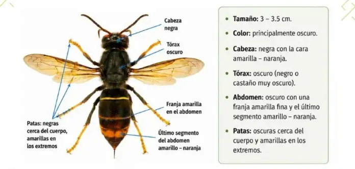 Detectada por primera vez en Canarias la avispa asiática. Imagen Gobierno de Canarias