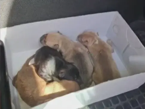 Hallan nueve cachorros dentro de un contenedor en La Oliva