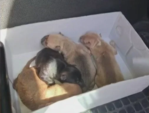 Hallan nueve cachorros dentro de un contenedor en La Oliva