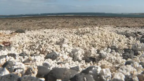 Casi una tonelada de rodolitos regresa a las playas de La Oliva