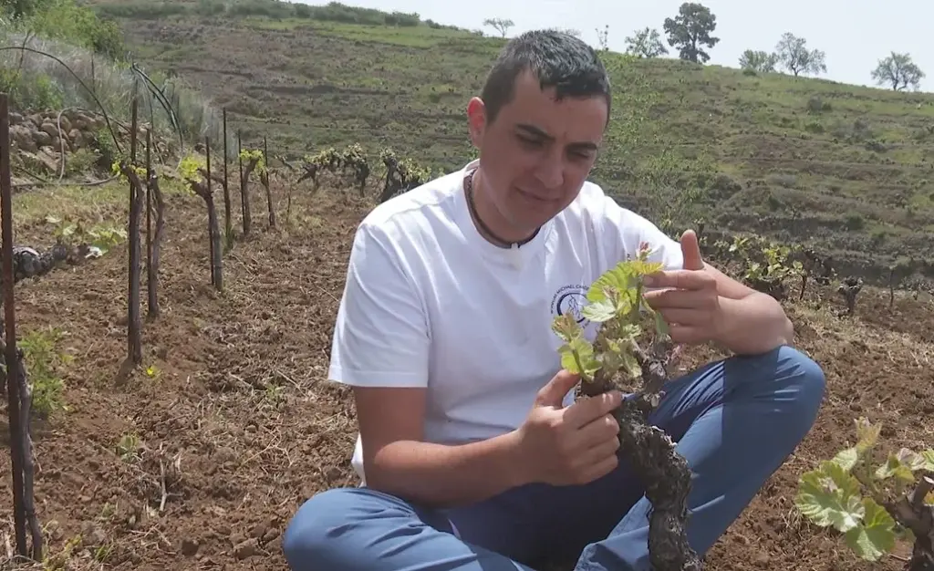 Michael Candelario: un joven viticultor palmero con bodega propia