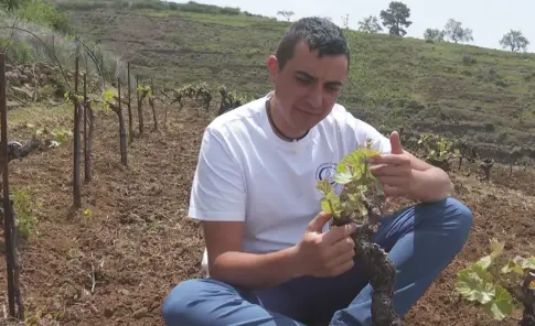 Michael Candelario: un joven viticultor palmero con bodega propia