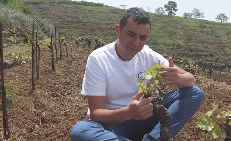 Michael Candelario: un joven viticultor palmero con bodega propia