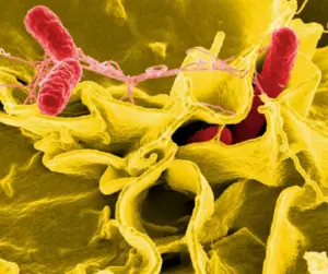 Archivo - La AESAN alerta de presencia de Salmonella spp. en cuatro lotes de batido proteico vegano en polvo de la marca '226ERS' - CDC PUBLIC HEALTH IMAGE LIBRARY (NIAID) - Archivo