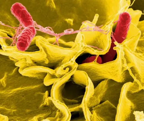 Alertan de presencia de salmonella en un batido vegano en polvo ‘226ERS’