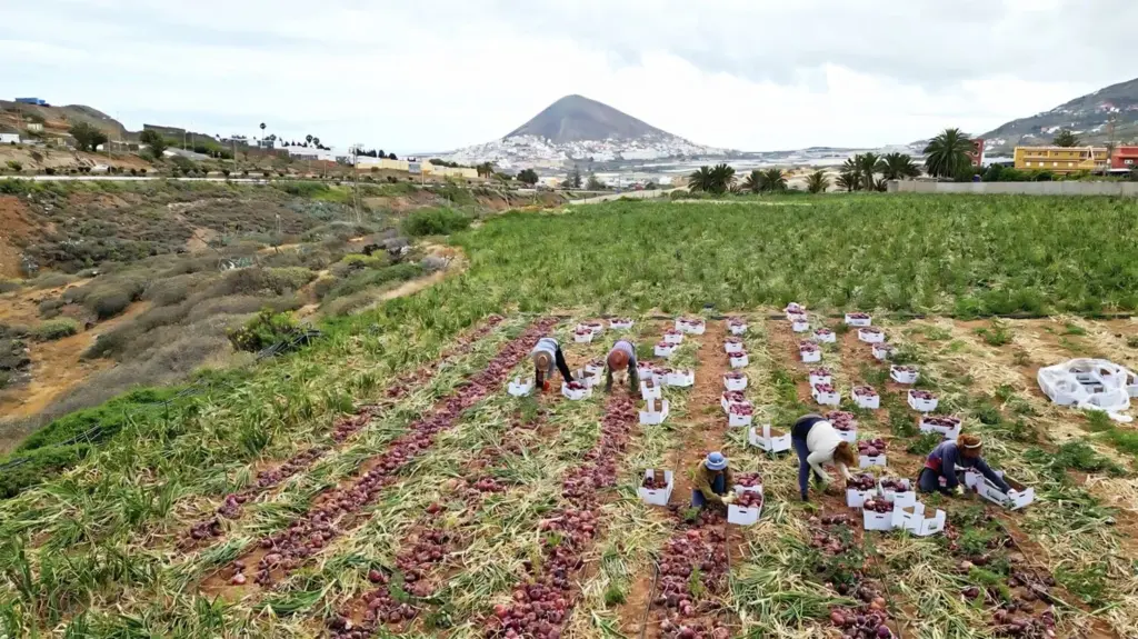 Inteligencia Artificial para proteger el cultivo de la cebolla tradicional de Gáldar