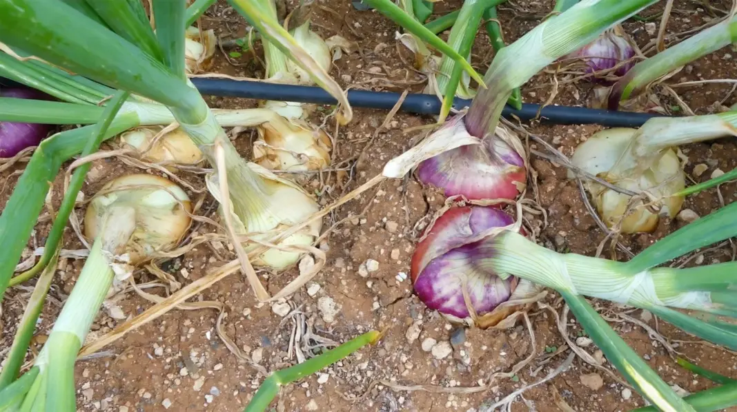Inteligencia Artificial para proteger el cultivo de la cebolla tradicional de Gáldar
