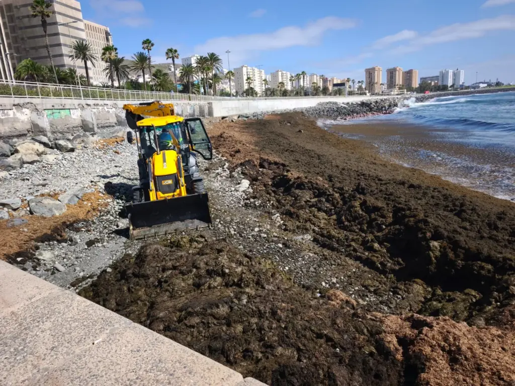 Retirada de algas. Imagen Ayuntamiento de Las Palmas de Gran Canaria