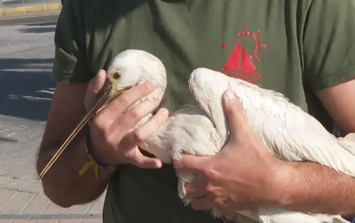 Liberan en la Charca de Maspalomas una espátula común recuperada