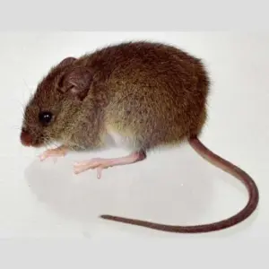 Este ratón que se caracteriza por su larga cola es un roedor silvestre y principal transmisor de la cepa Andes, la variante de hantavirus detectada en el crucero MV Hondius que se dirige a Canarias