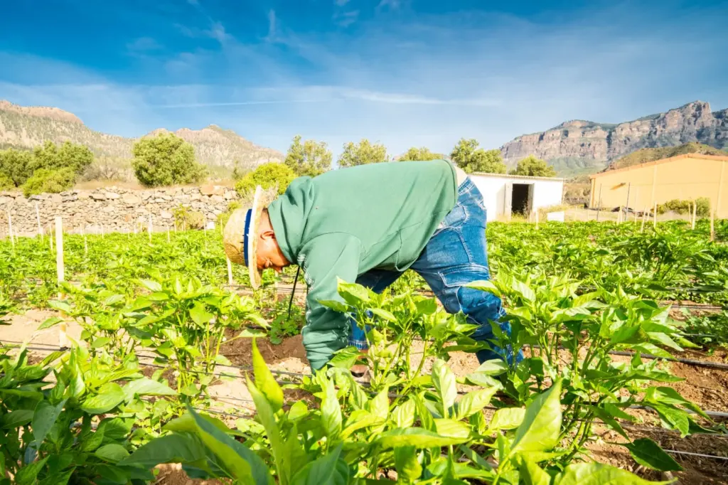 Agricultora trabajando en una finca arrendada en el Banco de Tierras de Gran Canaria