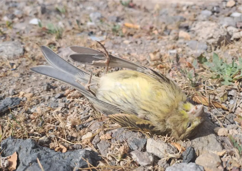 ATAN denuncia la muerte continuada de aves en las autopistas de Tenerife por colisiones contra pantallas acústicas