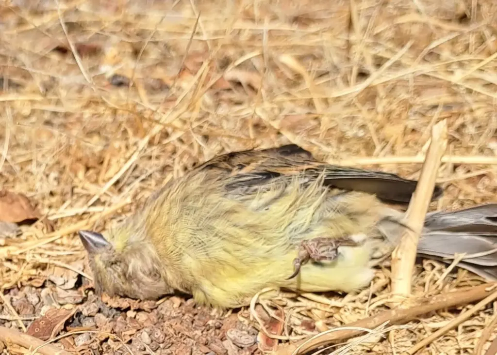 ATAN denuncia la muerte continuada de aves en las autopistas de Tenerife por colisiones contra pantallas acústicas