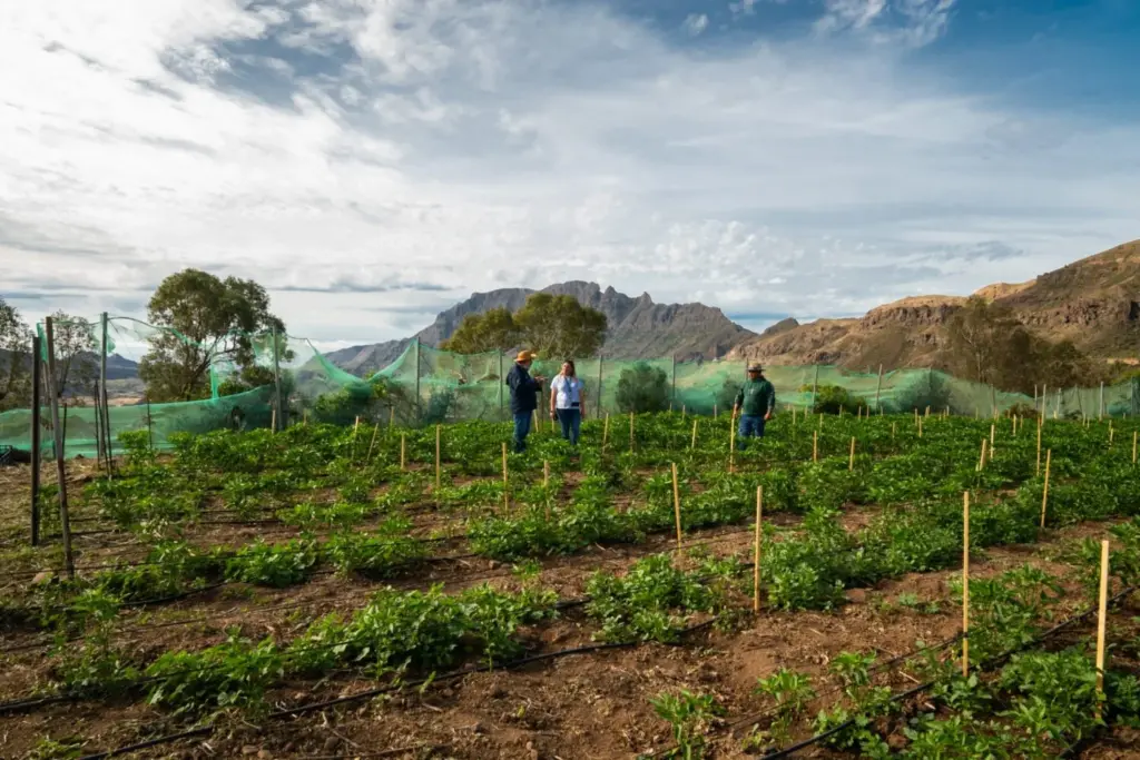 Finca en explotación arrendada en el Banco de Tierras de Gran Canaria