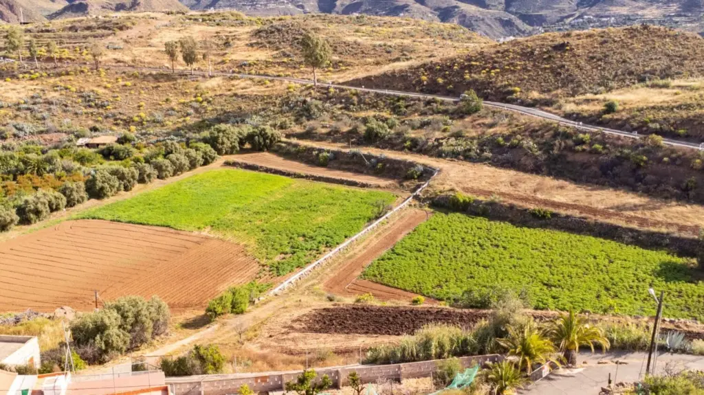 Imagen de varias fincas en explotación arrendadas en el Banco de Tierras de Gran Canaria