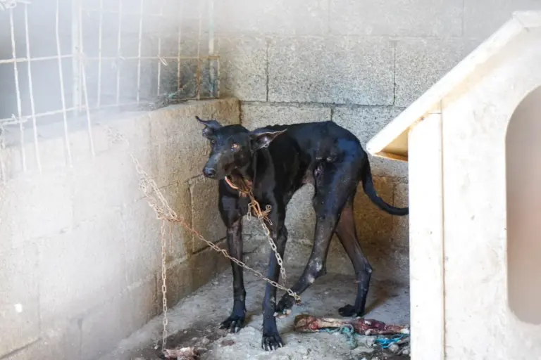 Detienen a un hombre por tener a 16 perros desnutridos, entre heces y cadáveres de otros animales