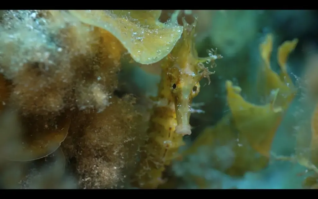 Un proyecto científico busca recuperar las poblaciones de caballito de mar en Canarias