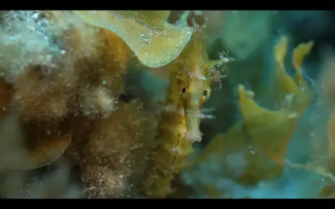 Un proyecto científico busca recuperar las poblaciones de caballito de mar en Canarias
