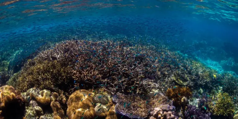 Los océanos se encuentran bajo una creciente presión por la actividad humana y el cambio climático