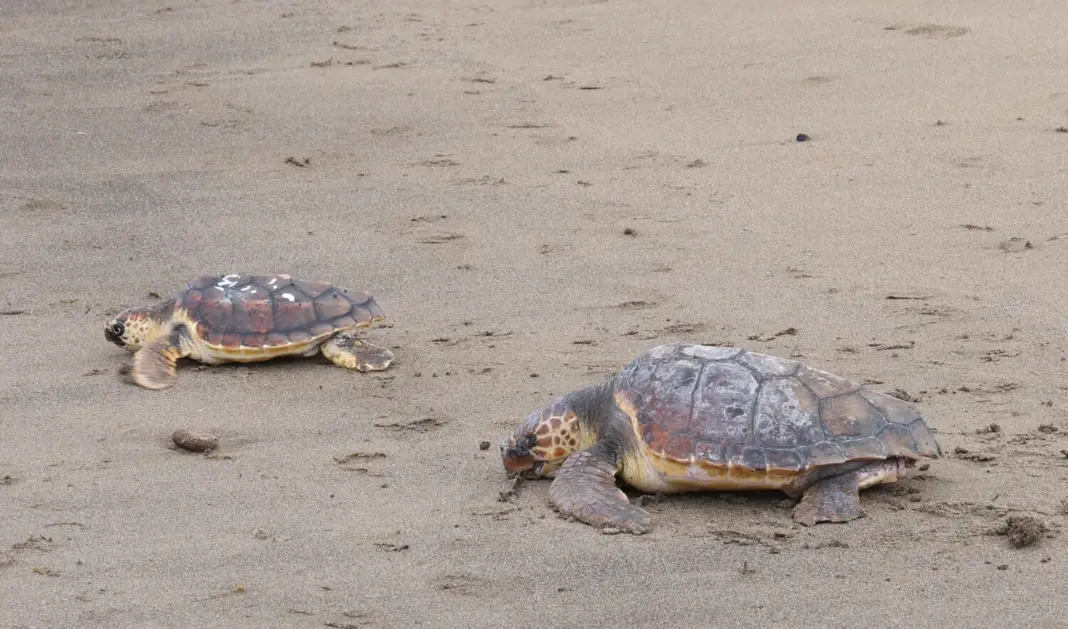 Dos tortugas marinas regresan al océano tras superar meses de recuperación en Lanzarote