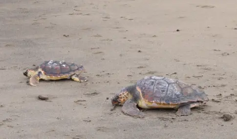 Dos tortugas marinas regresan al océano tras superar meses de recuperación en Lanzarote
