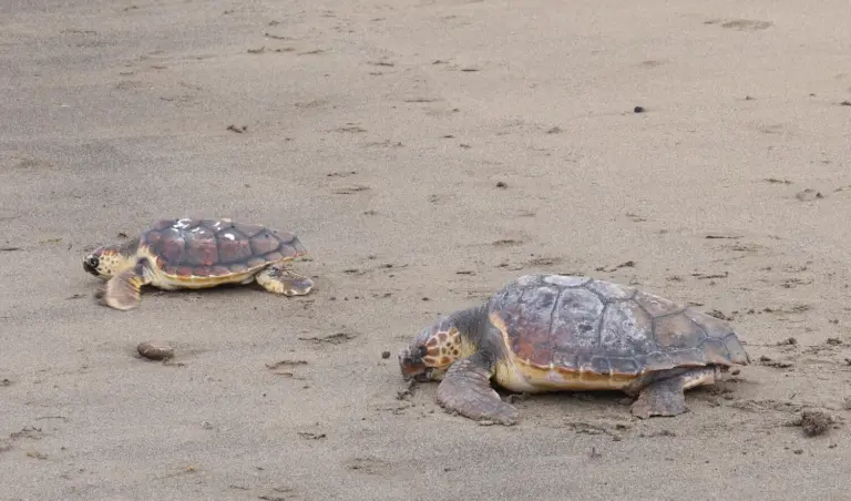 Dos tortugas marinas regresan al océano tras superar meses de recuperación en Lanzarote