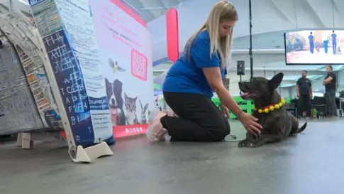 Santa Cruz de Tenerife acoge la segunda edición de la Feria Insular de Bienestar Animal