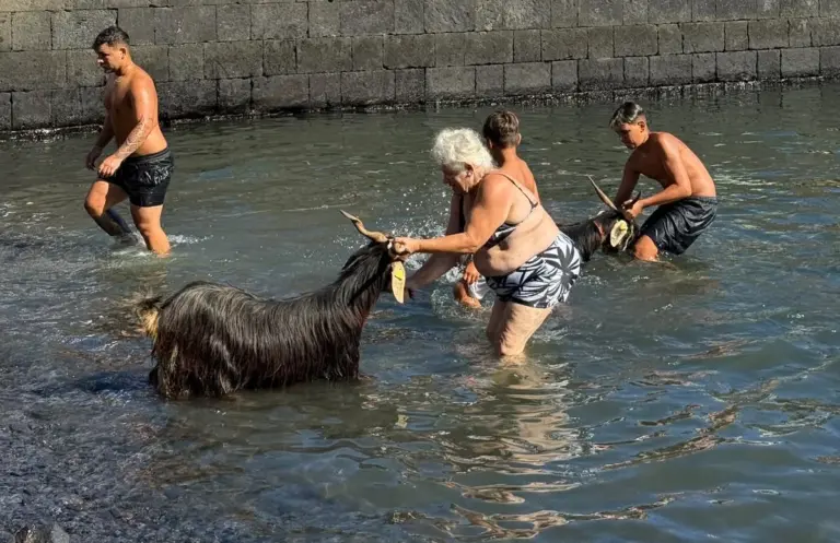 Puerto de la Cruz revive el tradicional baño de las cabras