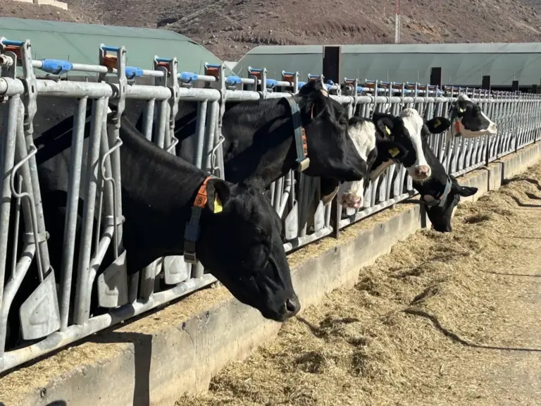 El Gobierno canario convoca las ayudas POSEI a la producción e industria láctea local
