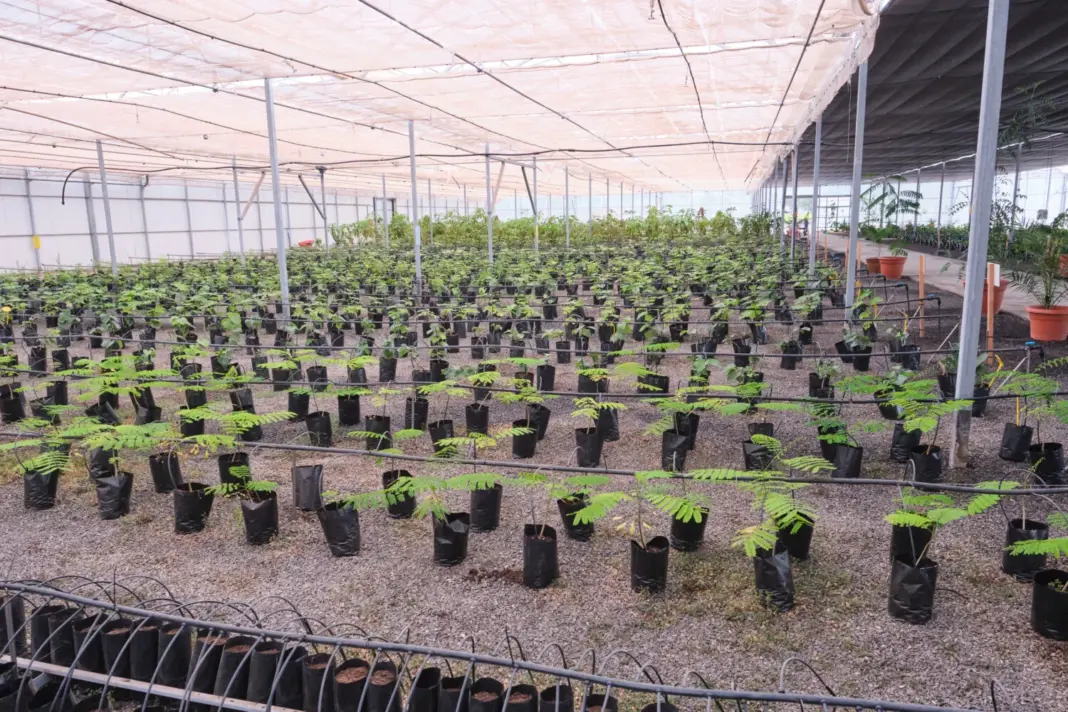 La venta de frutales se realizará del 15 de junio al 10 de julio, ambos inclusive, en la Granja Experimental de Pozo Negro